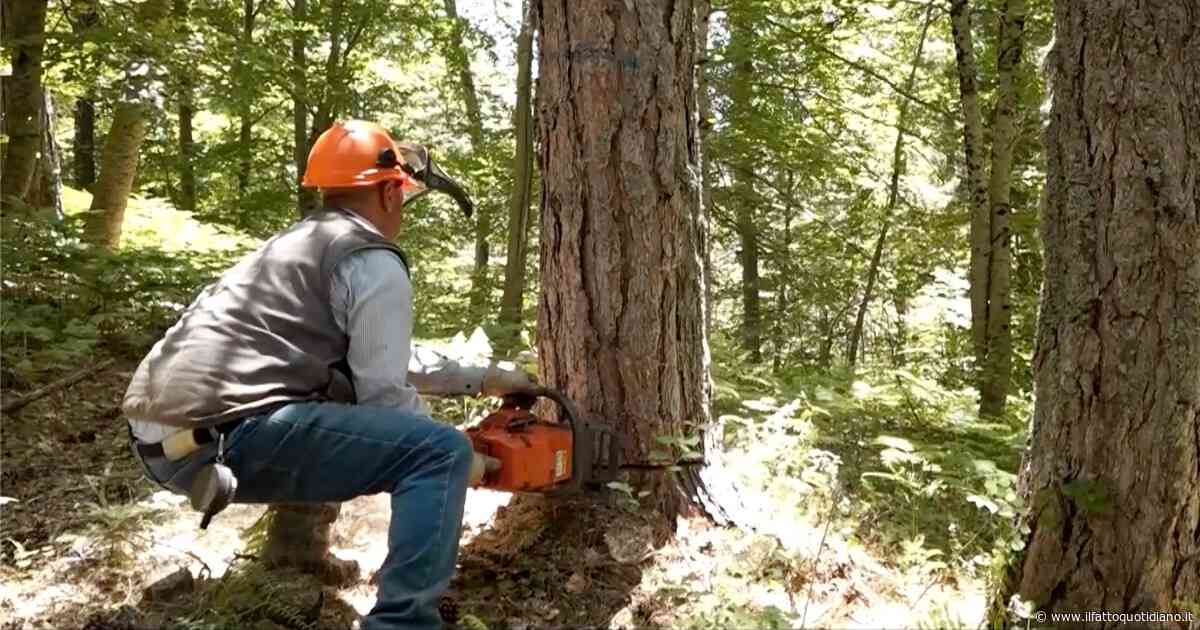 In Montenegro centinaia di ettari di foreste ed ecosistemi intatti senza protezione. EuroNatur: “Fermare il disastro”