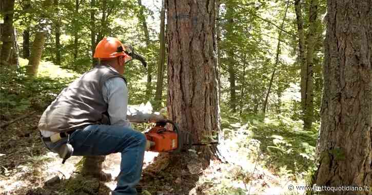 In Montenegro centinaia di ettari di foreste ed ecosistemi intatti senza protezione. EuroNatur: “Fermare il disastro”