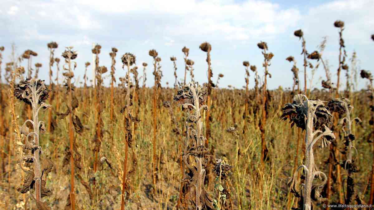 Gela, campi senza acqua da 5 anni e agricoltura in ginocchio: “La beffa delle 3 dighe: due senza autorizzazione e l’altra è un colabrodo”