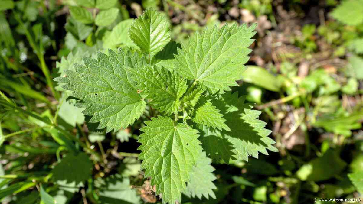 Experts name 4 rapidly growing weeds which must be dealt with immediately