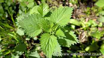 Experts name 4 rapidly growing weeds which must be dealt with immediately