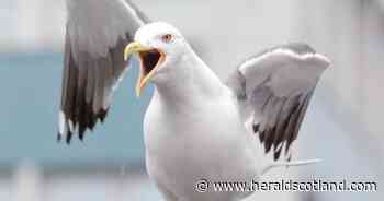 Council using drone and lasers to scare off nuisance seagulls
