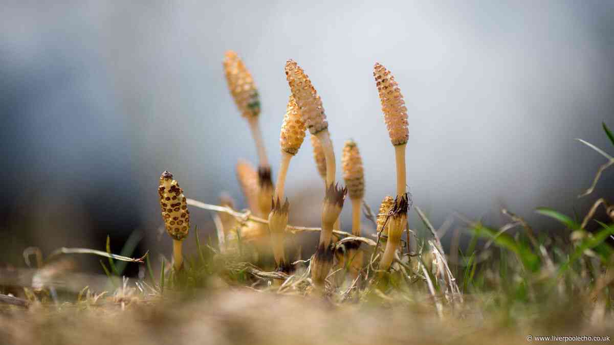 4 quick-spreading weeds UK gardeners must deal with before they ruin backyards
