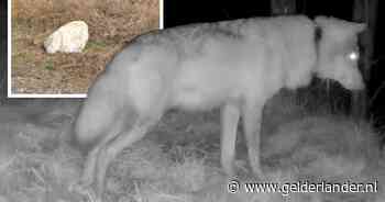 Bijna een jaar na de start is er nog steeds geen enkele wolf gezenderd: loopt uniek wolvenonderzoek Hoge Veluwe vast?