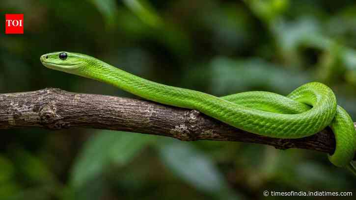 ‘Ghost’ green mamba rediscovered decades after its 1885 discovery in São Tomé