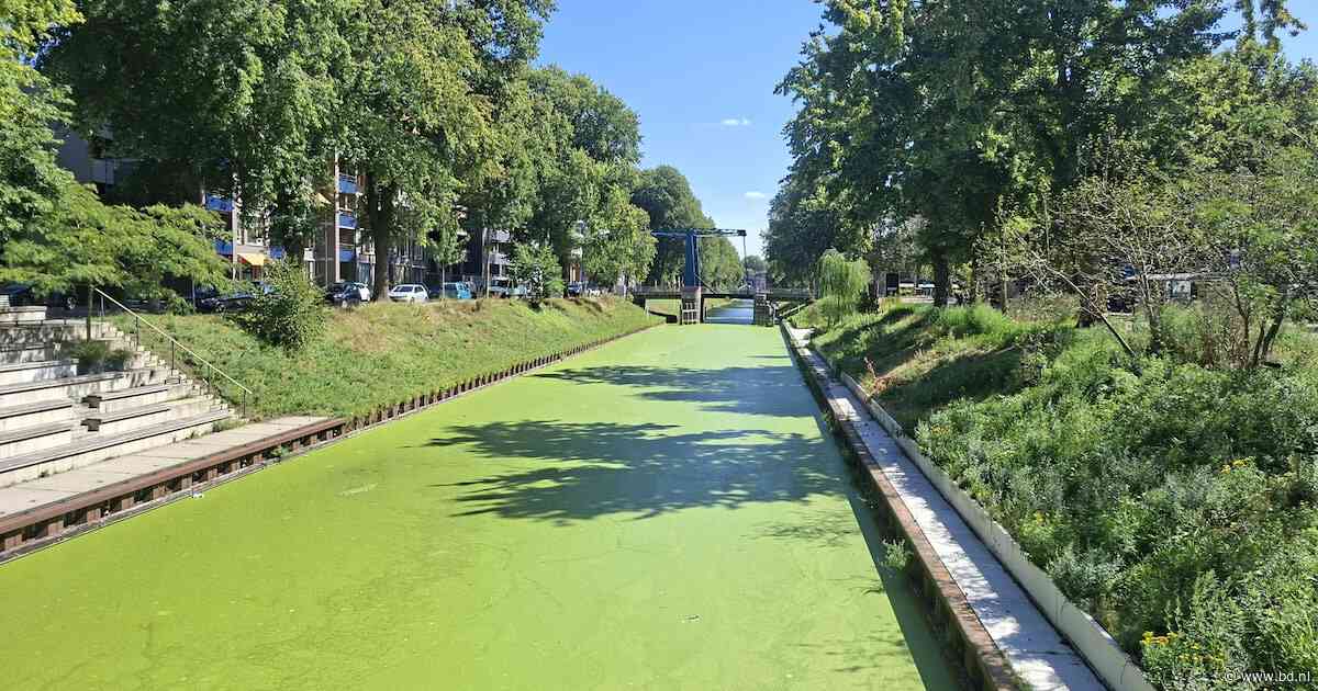 Eendenkroos lijkt een plaag in de Zuid-Willemsvaart, maar onderzoekers zien er een goudmijn in