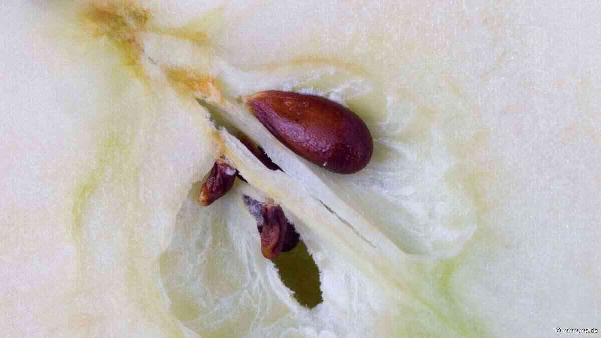 Mitessen oder lieber nicht? Was wirklich in Apfelkernen steckt