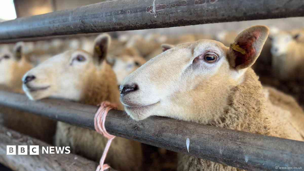 Bluetongue cases spread across West Midlands