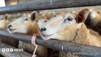 Bluetongue cases spread across West Midlands