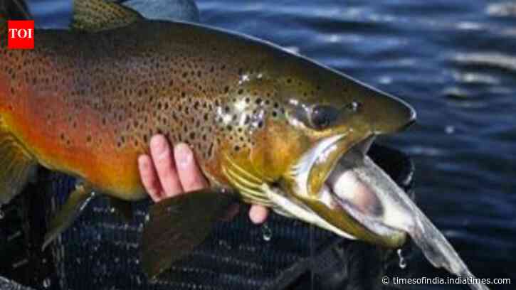 Fish Removal Reshapes River: Experiment slashed trout, lifted native chub; impact still unclear