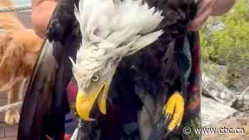 N.S. father and son save bald eagle, take poke at Trump | The Moment