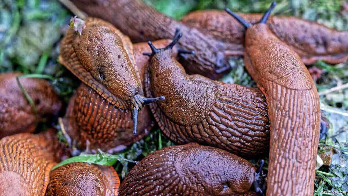 Schnecken im Garten bekämpfen – so helfen Laub und natürliche Feinde