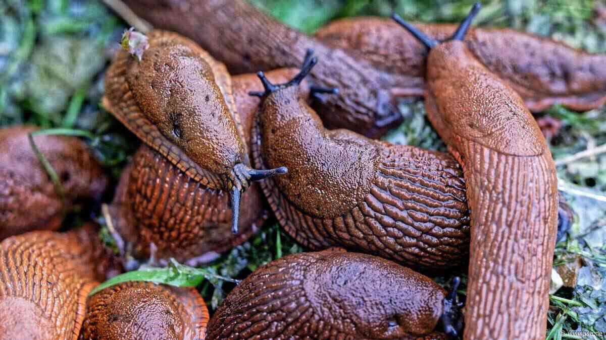 Schnecken im Garten bekämpfen – so helfen Laub und natürliche Feinde