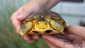 How this endangered turtle population in Hamilton, Burlington wetlands quadrupled since 2020