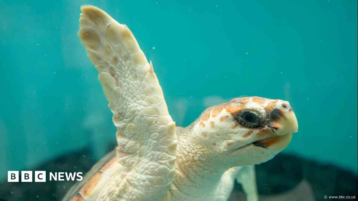 Rescued turtles released in tearful farewell