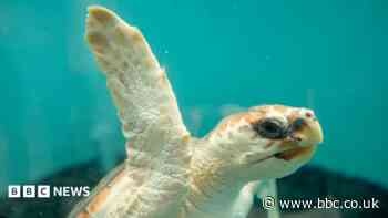 Rescued turtles released in tearful farewell