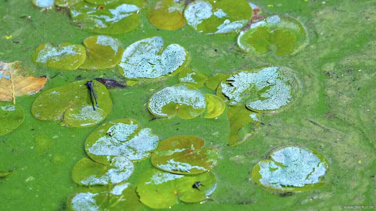 Hautreizungen und Erbrechen – Blaualgenplage im Landkreis breitet sich aus