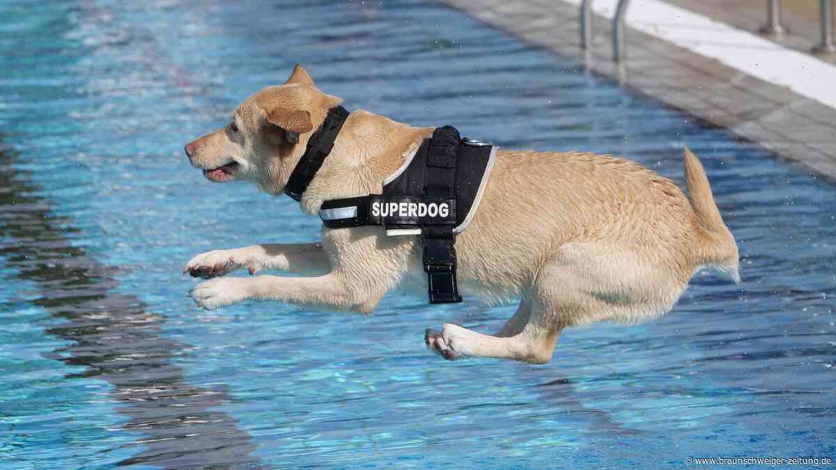 Freibadsaison in Braunschweig endet mit Hundeschwimmen im Raffteichbad