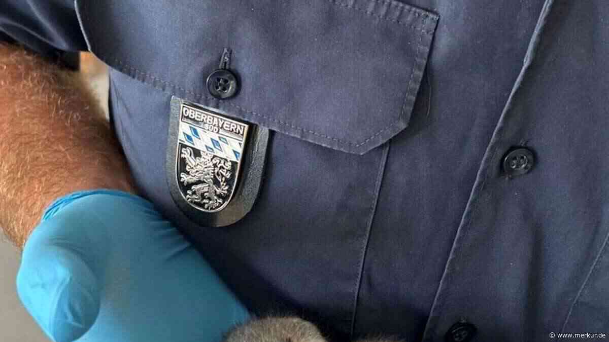 Polizeieinsatz für jungen Siebenschläfer