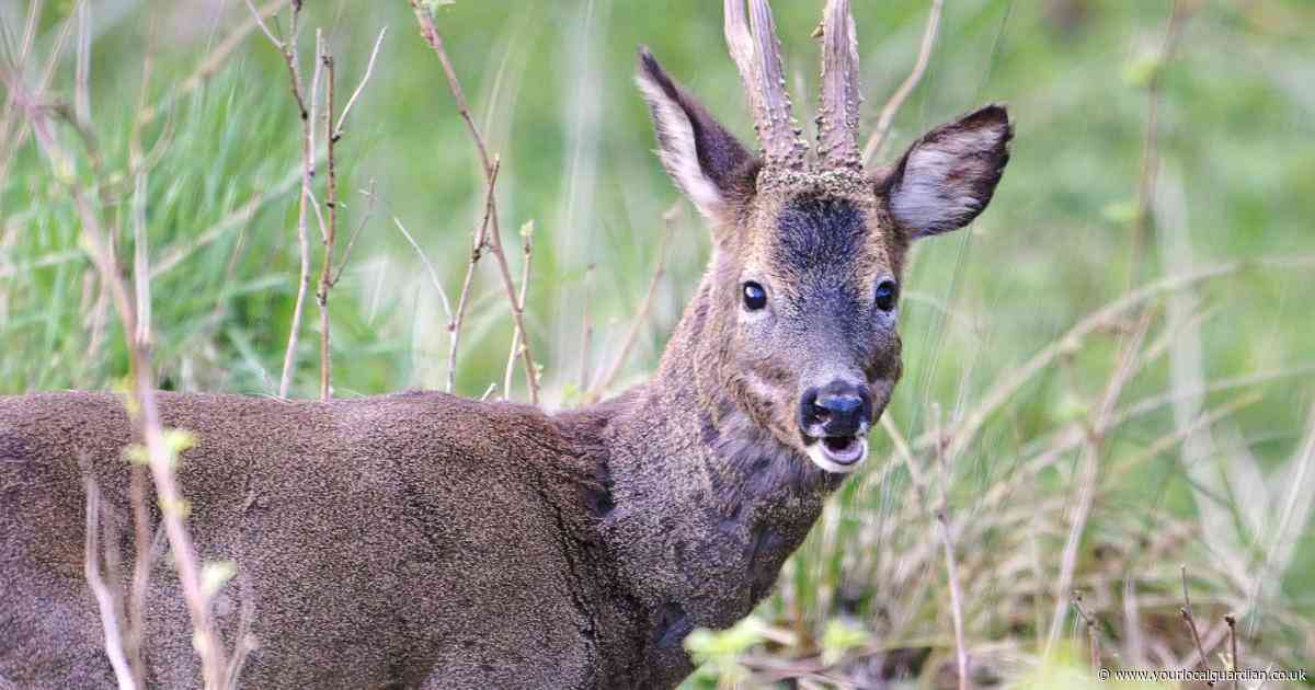 Richmond Park deer must not be fed after stag attack