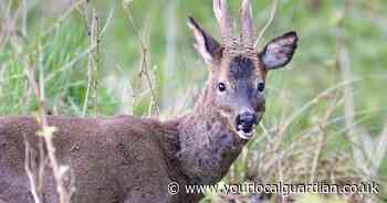 Richmond Park deer must not be fed after stag attack