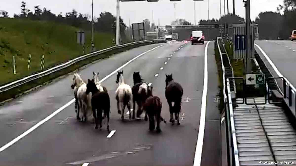Beelden: Kudde paarden over A9 richting Alkmaar