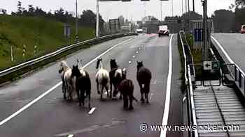 Beelden: Kudde paarden over A9 richting Alkmaar
