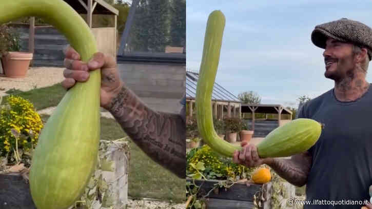 David Beckham appare in campagna con una enorme zucca in mano. La moglie Victoria maliziosa lo prende in giro: “Non ne ho mai vista una di quella forma, è una nuova verdura?”