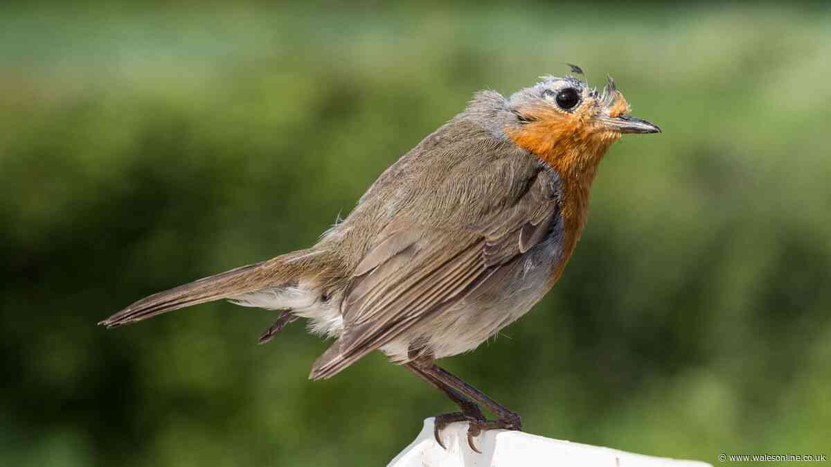 Reason garden birds will look 'unusual' this September and ways you can support them