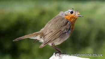 Reason garden birds will look 'unusual' this September and ways you can support them