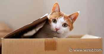Is It Even Possible to Understand Quantum Mechanics?