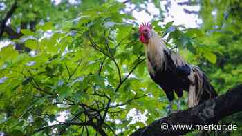 Onagadori-Huhn: Warum dieses Zierhuhn aus Japan Schwanzfedern von 14 Metern trägt