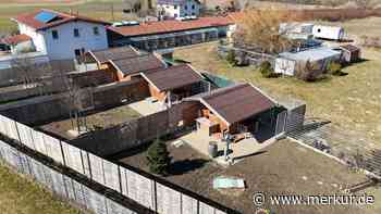Tierheim Erding voll: Hunde können kaum vermittelt werden