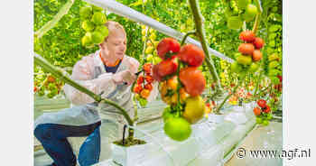 Spaanse tomatenprijzen bereiken hoogste niveau in tien jaar