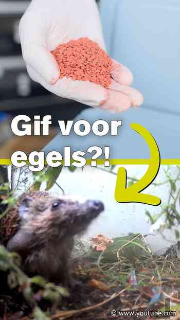 Veel dieren VERGIFTIGD door rattengif!