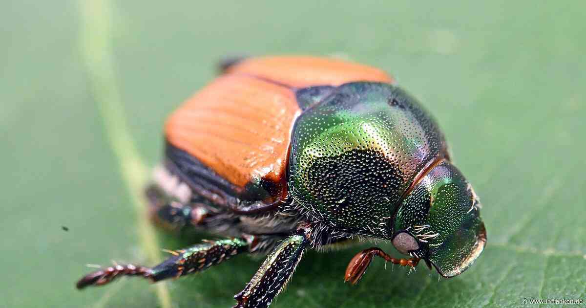 Bodensee: Japankäfer breitet sich aus - Landesamt plant Quarantänezone