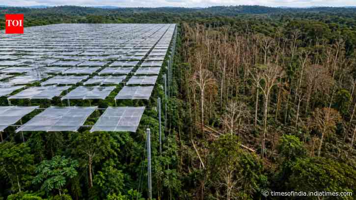 Scientists covered an Amazon plot with 6,000 panels to block rain; biomass fell by a third