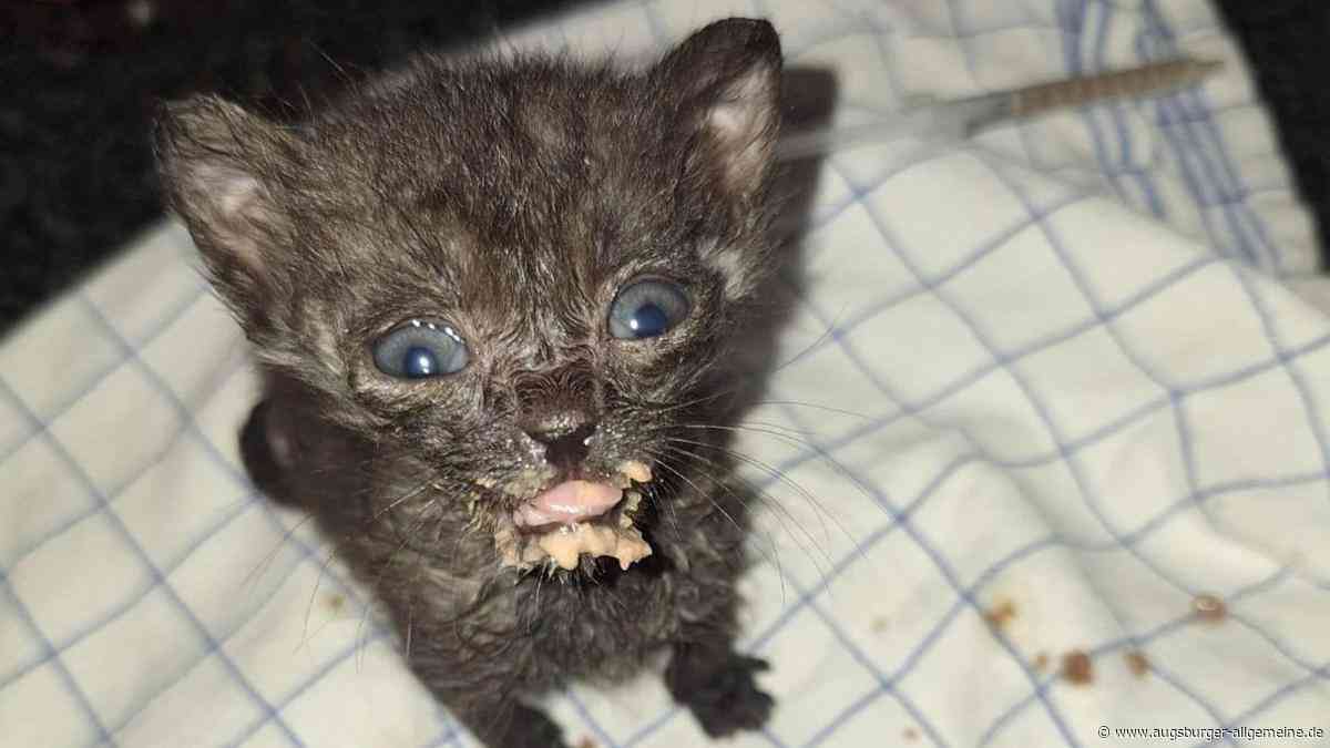 Das Kleinste war zwei Wochen alt: Ausgehungerte Katzenbabys am Wanderparkplatz aufgefunden
