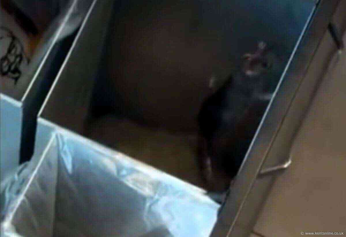 KFC carries out ‘deep clean’ after big rat jumping in bin sparks evacuation