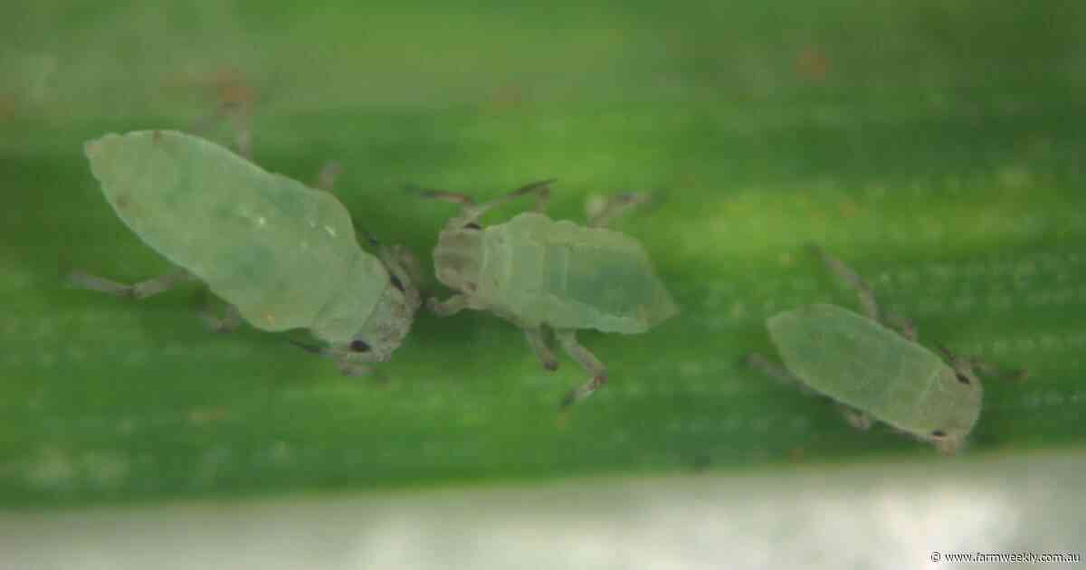 Aphids attack vulnerable hot spots as growers called on to take action