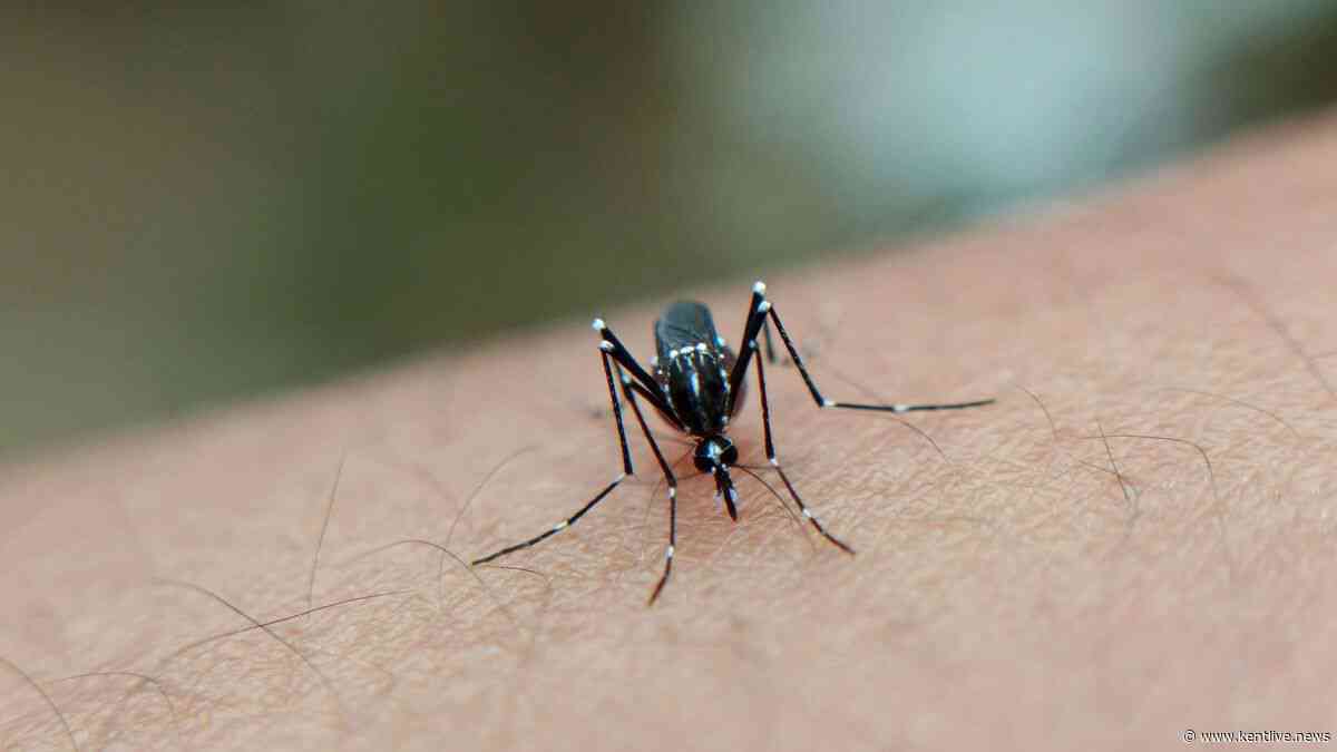 'Invasive mosquito' that 'can transmit disease' found in UK