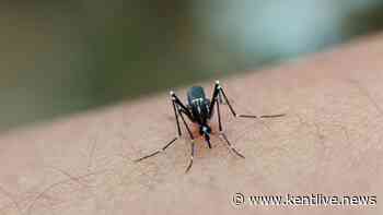'Invasive mosquito' that 'can transmit disease' found in UK