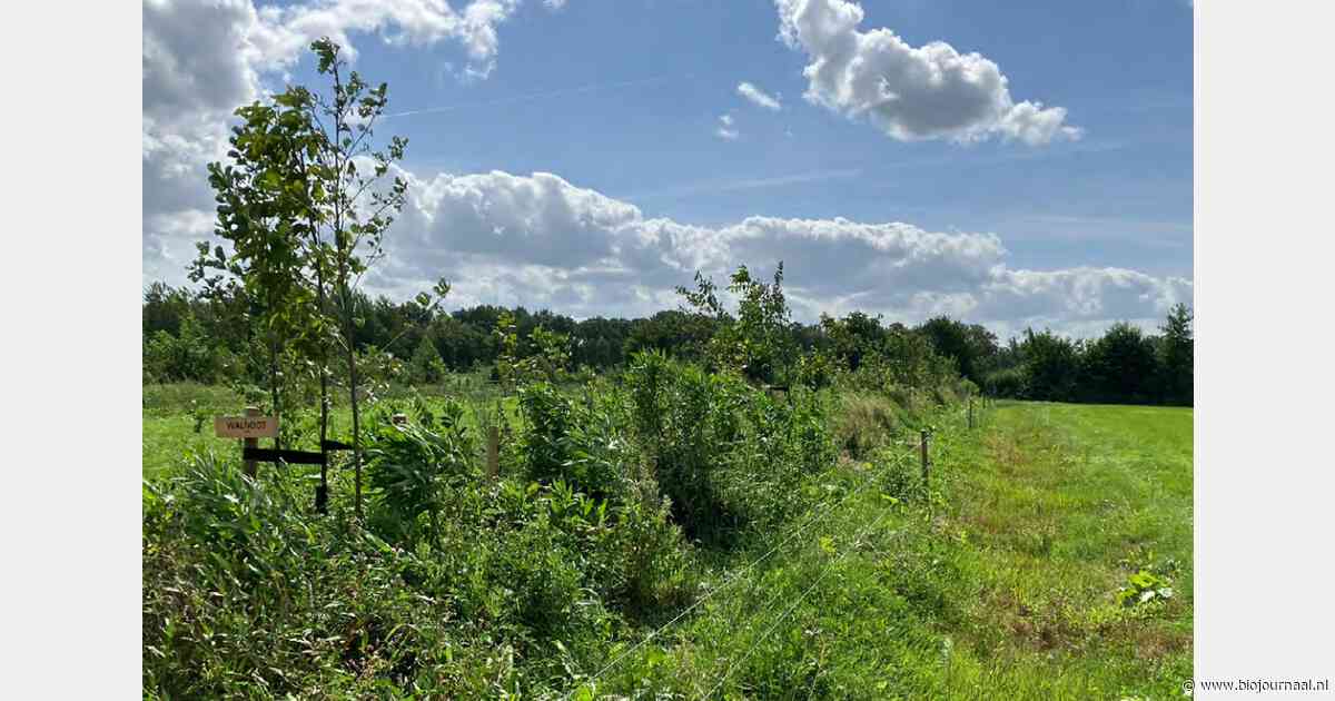 Urgenda: regelgeving en kosten remmen boomaanplant door boeren