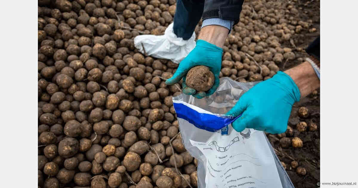 NVWA en NAK starten jaarlijkse survey naar aardappelwratziekte