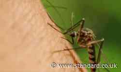 Invasive mosquitoes which can carry deadly virus found breeding in east London homes