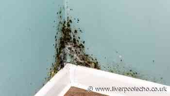 Add natural item to your home to prevent mould this autumn
