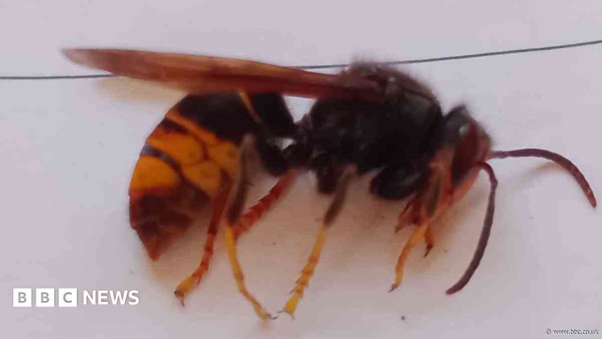 Asian hornet nest found in Somerset for first time