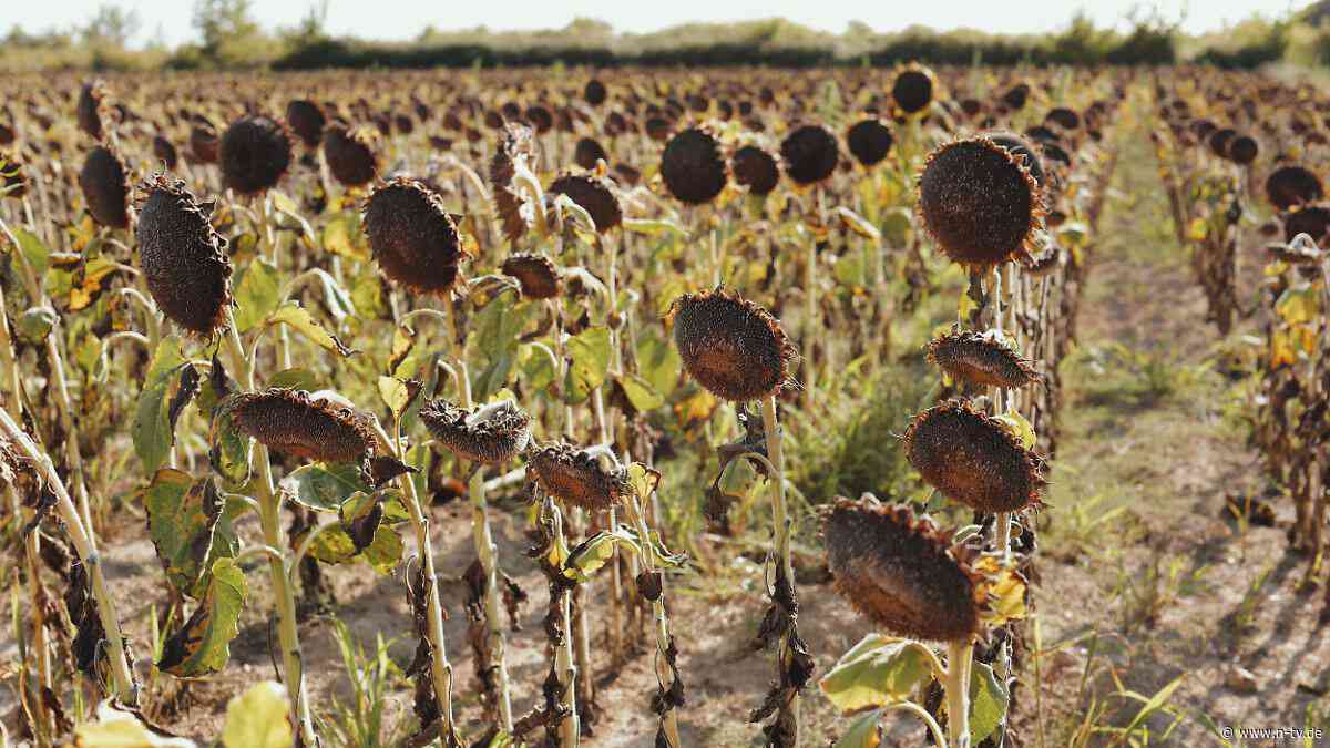 Extreme Hitze, Dürre, Fluten: El Niño könnte die Welt monatelang so schlimm wie nie plagen