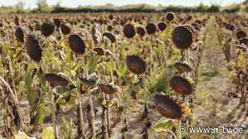 Extreme Hitze, Dürre, Fluten: El Niño könnte die Welt monatelang so schlimm wie nie plagen