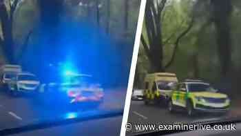 Man's body found in Sheffield forest with investigation launched